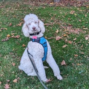 🏳️‍⚧️🌈Stay safe out there! Doggo Friend Follow Game! 🐾🐾